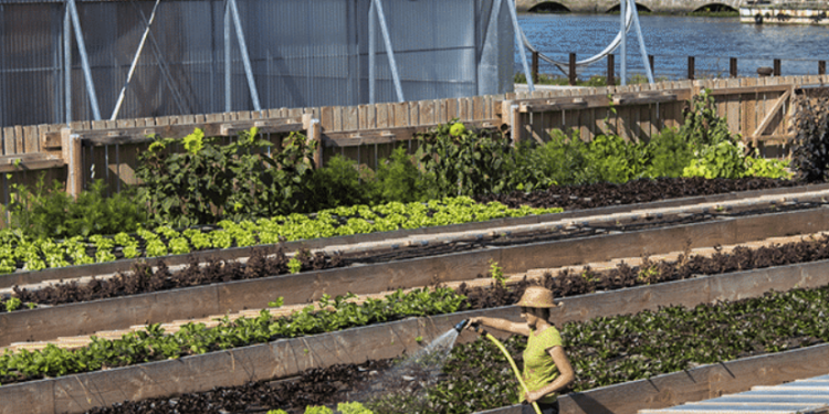 Transforming urban spaces into blooming gardens