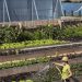 Transforming urban spaces into blooming gardens