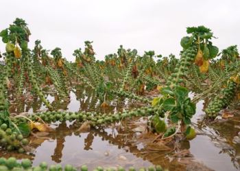 Towards the harvest: how the climate crisis threatens UK food security
