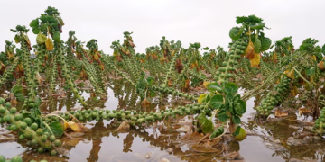 Towards the harvest: how the climate crisis threatens UK food security