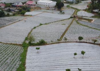 Moc Chau’s strawberry revolution: the path to sustainable success
