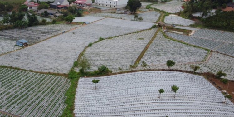 Moc Chau’s strawberry revolution: the path to sustainable success