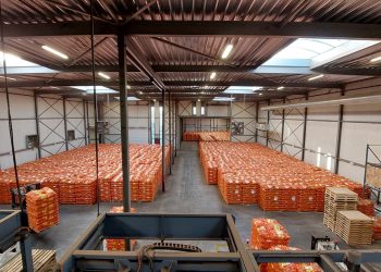 Optimizing Onion Packaging: Enhancing Efficiency and Reliability with Innovative Solutions