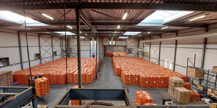 Optimizing Onion Packaging: Enhancing Efficiency and Reliability with Innovative Solutions