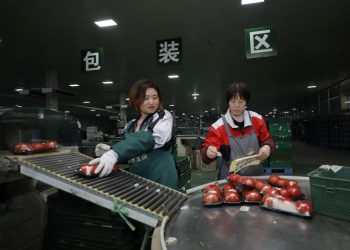 The Rise of “Hebei Clean Vegetables”: A Case Study in Beijing’s Fresh Produce Market