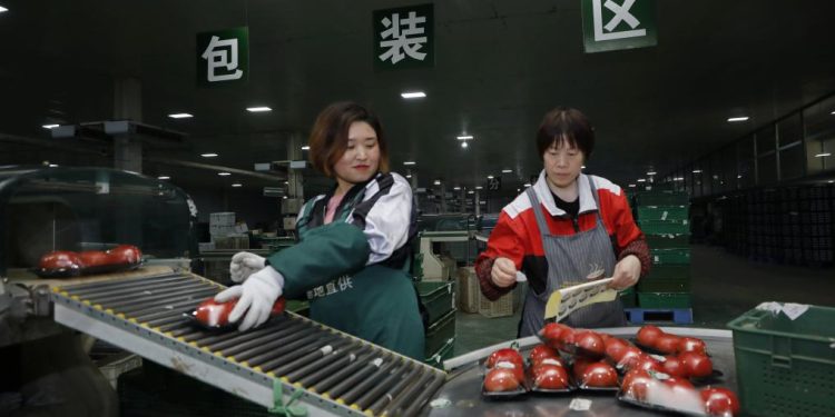 The Rise of “Hebei Clean Vegetables”: A Case Study in Beijing’s Fresh Produce Market