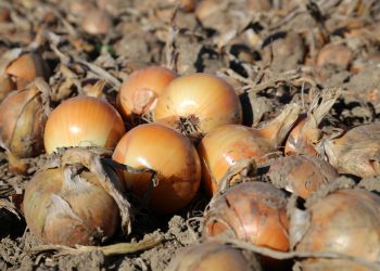 Advancing Onion Quality: Collaboration and Innovation in Challenging Conditions