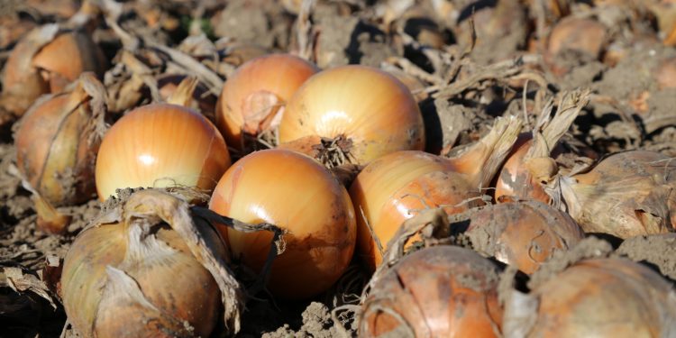 Advancing Onion Quality: Collaboration and Innovation in Challenging Conditions