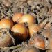 Advancing Onion Quality: Collaboration and Innovation in Challenging Conditions