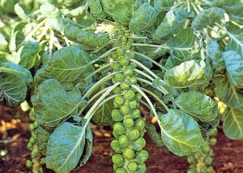 Cultivating the future: exploring high-yield crops for agricultural development in Kyrgyzstan