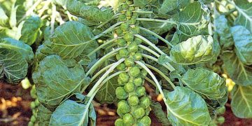 Cultivating the future: exploring high-yield crops for agricultural development in Kyrgyzstan