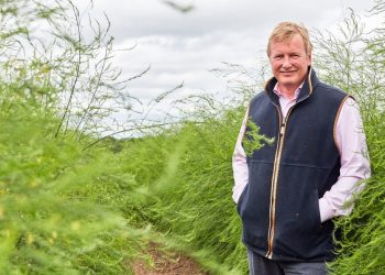 Planting success: a decade of triumph for British asparagus Freshfields