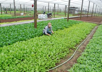 Navigating the Path to $1.5 Billion in Vegetable Exports: Goals and Challenges