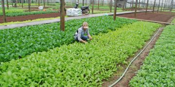 Navigating the Path to $1.5 Billion in Vegetable Exports: Goals and Challenges