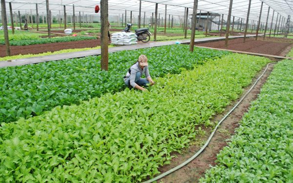 Navigating the Path to $1.5 Billion in Vegetable Exports: Goals and Challenges