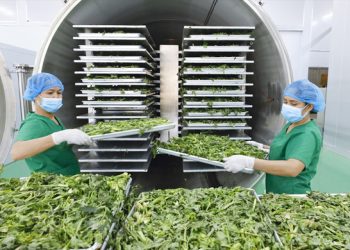 Transforming Vietnam’s Vegetable Processing Industry