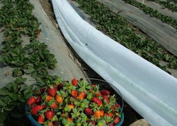 The Hidden Cost of Strawberries: Uncovering the Water Footprint