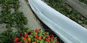 The Hidden Cost of Strawberries: Uncovering the Water Footprint