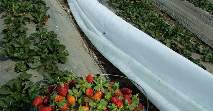 The Hidden Cost of Strawberries: Uncovering the Water Footprint