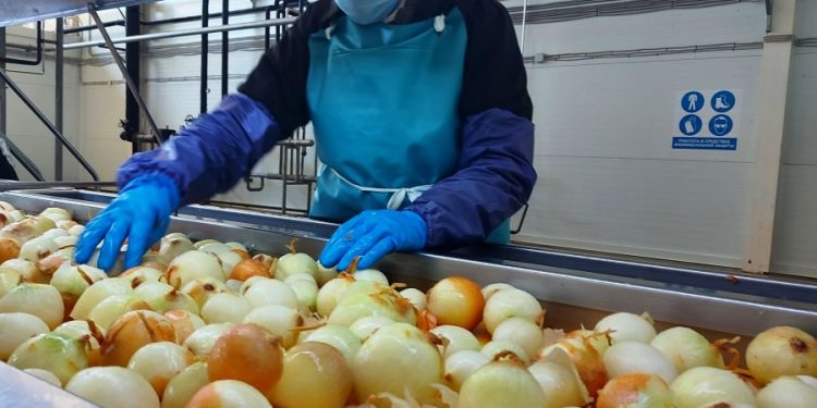 Innovations Transforming Agricultural Processing in Volgograd Region: A Growth Story