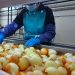 Innovations Transforming Agricultural Processing in Volgograd Region: A Growth Story
