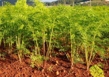 Enhancing Carrot Quality and Yield with Stimulated Calcium Absorption