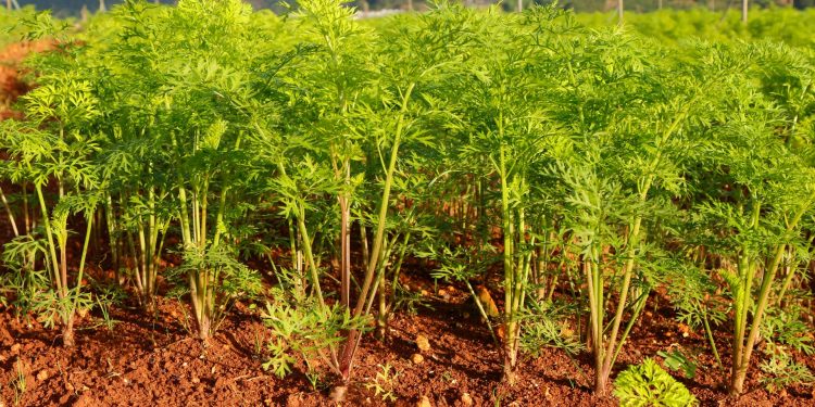 Enhancing Carrot Quality and Yield with Stimulated Calcium Absorption