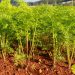 Enhancing Carrot Quality and Yield with Stimulated Calcium Absorption