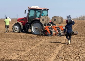 Russian Farmers Amidst the Absurdity of Pesticide Control: Challenges and Prospects in the Onion Planting Season
