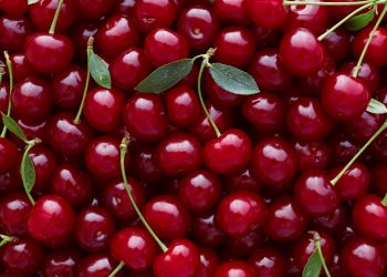 The cherry harvest is off to an optimistic start despite a 30 percent drop in production