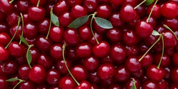 The cherry harvest is off to an optimistic start despite a 30 percent drop in production