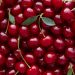 The cherry harvest is off to an optimistic start despite a 30 percent drop in production