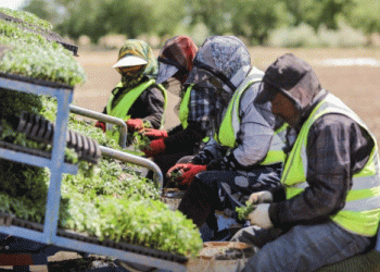 Labor migrants from Uzbekistan are taking Astrakhan agriculture to new heights
