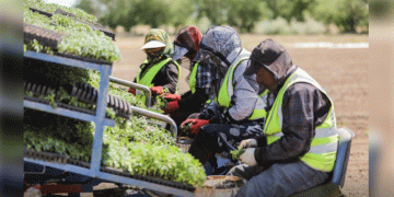 Labor migrants from Uzbekistan are taking Astrakhan agriculture to new heights