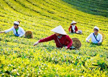 Green revolution in Tansan agriculture