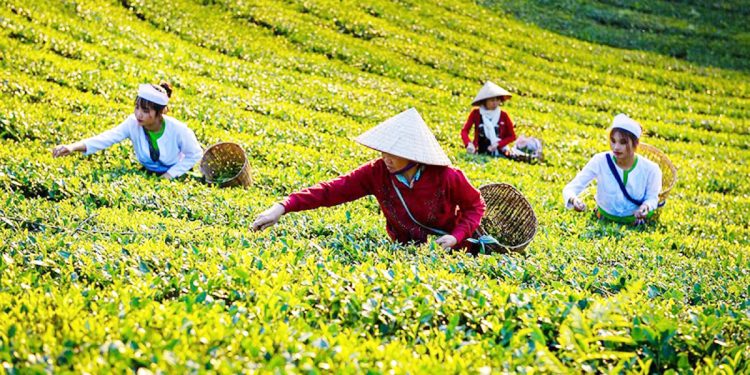 Green revolution in Tansan agriculture