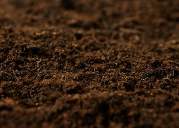 Astrakhan farmers are compensated for up to 90% of the costs of phytomelioration