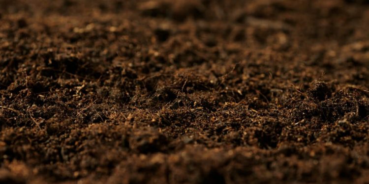 Astrakhan farmers are compensated for up to 90% of the costs of phytomelioration