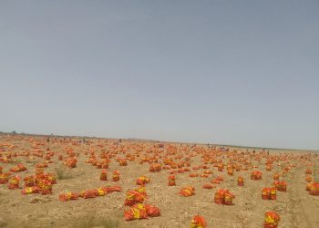 Empowering Agroecological Transition for Food Security in Senegal