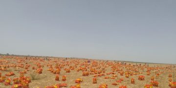 Empowering Agroecological Transition for Food Security in Senegal