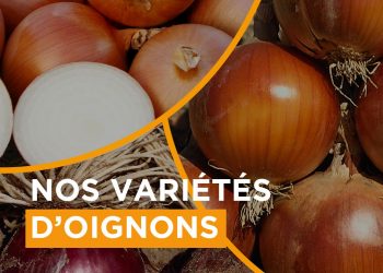 Exploring BASF | Nunhems Onion Seed Varieties: Cultivating Excellence in Onion Farming