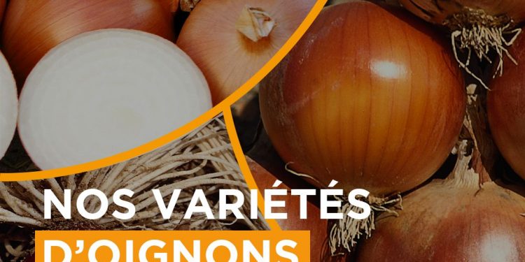 Exploring BASF | Nunhems Onion Seed Varieties: Cultivating Excellence in Onion Farming