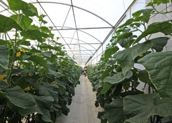 The Overflow: Autumn Edition Unveiled – A Treasure Trove of Insights for Agri-Entrepreneurs