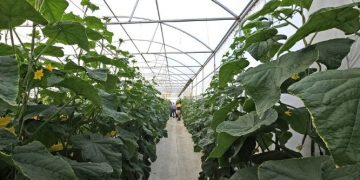 The Overflow: Autumn Edition Unveiled – A Treasure Trove of Insights for Agri-Entrepreneurs