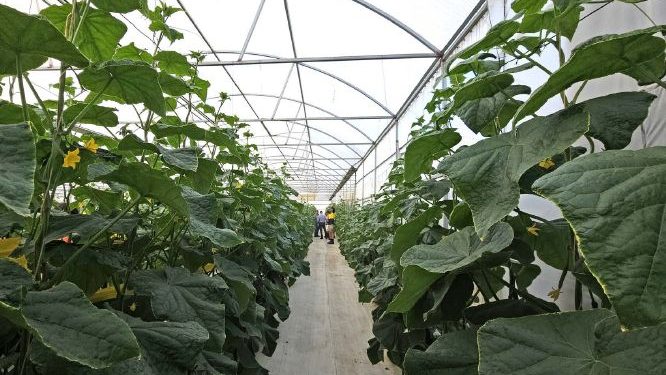 The Overflow: Autumn Edition Unveiled – A Treasure Trove of Insights for Agri-Entrepreneurs