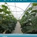 The Overflow: Autumn Edition Unveiled – A Treasure Trove of Insights for Agri-Entrepreneurs