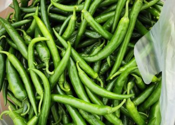 Enhancing Green Chilli Cultivation: Harnessing the Potential of Shade Net Farming