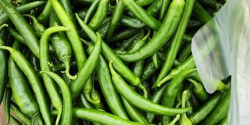 Enhancing Green Chilli Cultivation: Harnessing the Potential of Shade Net Farming