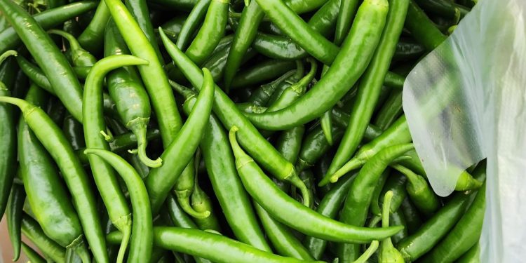 Enhancing Green Chilli Cultivation: Harnessing the Potential of Shade Net Farming