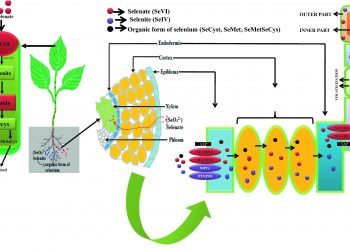 Unlocking the Potential of Selenium in Plant Uptake and Distribution